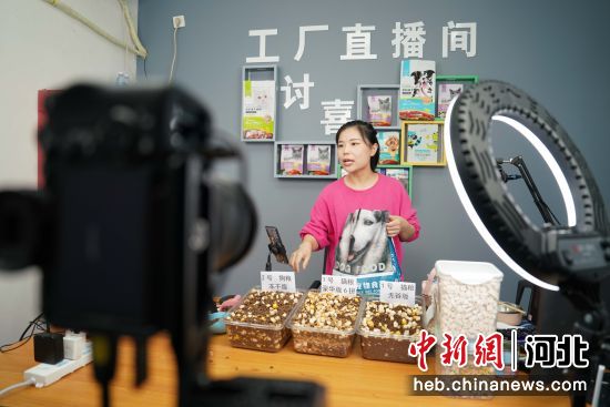 在河北省邢台市南和区贾宋镇一家电子商务企业，主播在通过网络销售宠物食品。 作者 武国栋