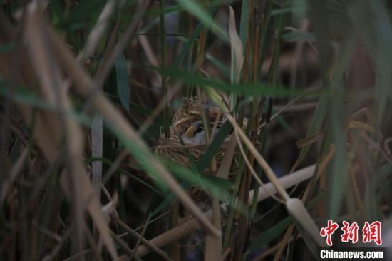 图为齐明拍摄的国家二级重点保护鸟类震旦鸦雀在白洋淀筑巢。　齐明 摄