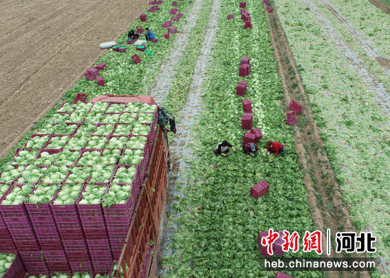 图为在固安县东湾镇南公由村，菜农们正收获生菜。 作者 肖靖凯