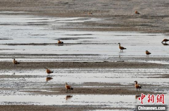 图为赤麻鸭在南大港湿地内驻足停留。　王宽 摄