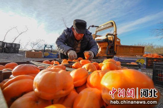 河北省唐山市玉田县林头屯乡农民在筛选柿子准备加工。 作者 李洋