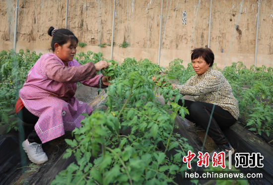 图为在河北省固安县盛世农合农业园温室内，工人正对西红柿秧苗进行绑蔓。 门丛硕 摄
