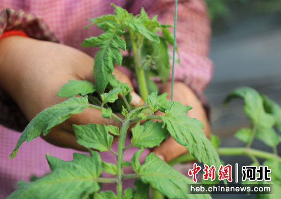 图为在河北省固安县盛世农合农业园温室内，工人正对西红柿秧苗进行绑蔓。 门丛硕 摄
