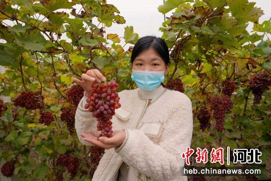 游客在河北省巨鹿县楼张镇村葡萄大棚展示刚采摘的葡萄。 作者 马羚