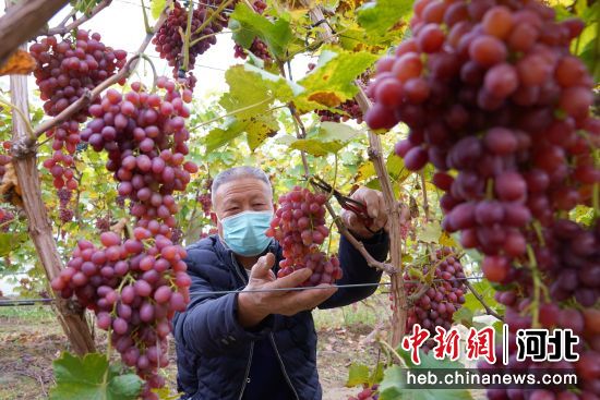农户在河北省巨鹿县楼张镇村葡萄大棚采摘葡萄。 马羚 摄