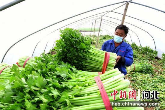 图为永清县三圣口乡张家场村的蔬菜大棚内，工人正在搬运打好捆的芹菜。 作者 刘欣羽