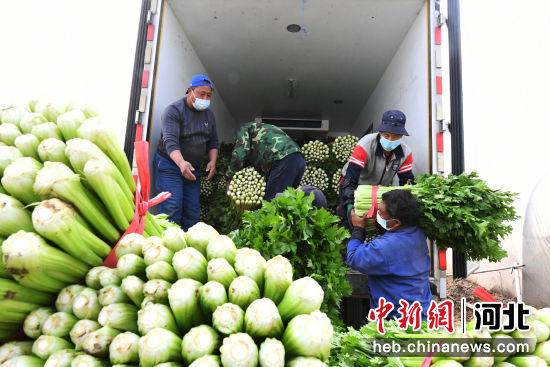 图为永清县三圣口乡张家场村，工人正在将芹菜进行装车。 作者 刘欣羽
