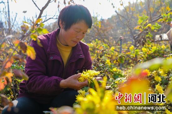 在邢台市沙河市蝉房乡前渐寺村的菊花种植基地村民们正忙着采收菊花。 作者 高儒森