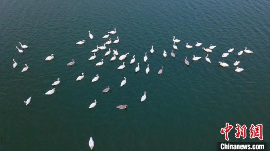 一群白天鹅在鹊山湖上游弋、觅食。(无人机照片) 刘继东 摄
