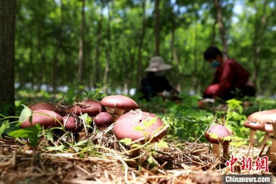 任泽区永福庄乡岭四村赤松茸种植基地的工人正在林下采收赤松茸。　宋杰 摄