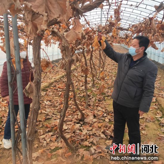 农技志愿者指导农户冷棚葡萄冬季管理技术。 供图