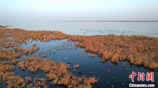 灰鹤选择在湖上被芦苇、蒲草包围的小片水域栖息。　王铁良 摄