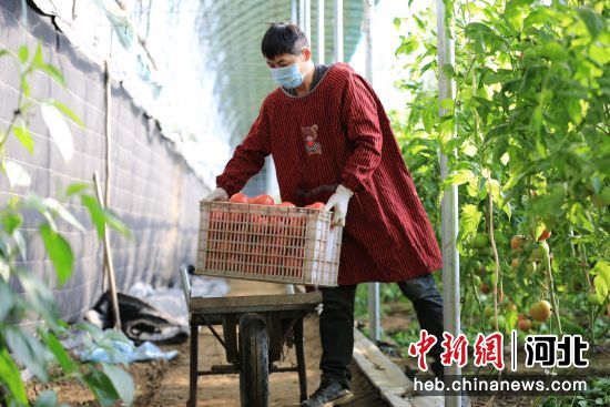 在河北省邢�_市南和�^�Z宋�小胡村，村民在搬�\��采收的西�t柿。 武����