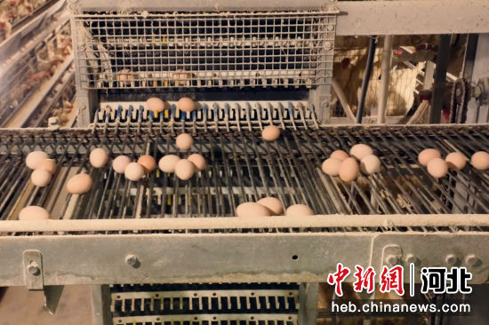 养鸡场通过传送带自动收集鸡蛋。 李佳 
