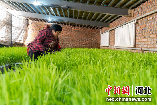 在河北省南宫市北胡办小关村农民在暖棚内整理黄韭。 田威