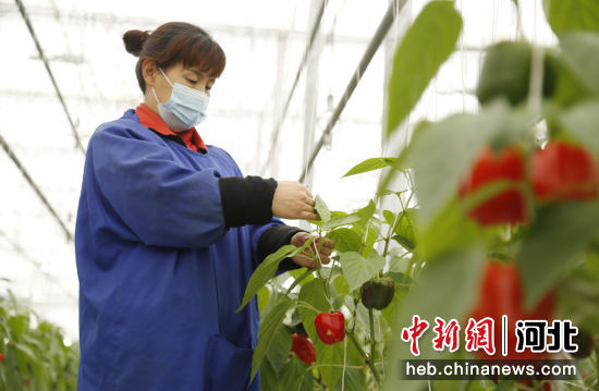 在河北省邢台市南和区贾宋镇一家生态农业企业，工人正在管理彩椒。 作者 武国栋