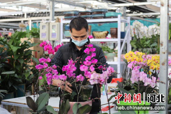 图为在固安县花卉市场内，商户正在整理顾客订购的花卉。 张思琪