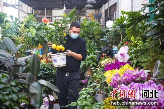 图为廊坊市广阳区南尖塔镇百侬花卉市场，商户将盛开的鲜花摆放整齐。 作者 付瑞琪