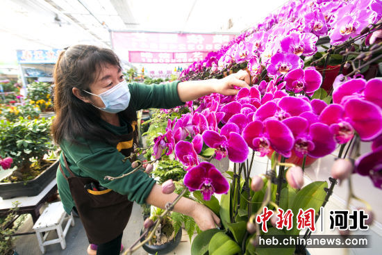 图为廊坊市广阳区南尖塔镇百侬花卉市场，商户在整理花卉造型。 作者 付瑞琪