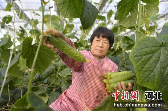 在迁安市五重安镇小崔庄村设施农业大棚内，村民正在采摘黄瓜。 刘苗苗 摄