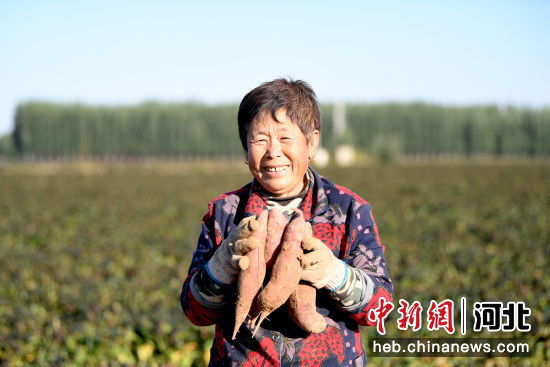 村民在展示丰收的红薯。 崔贤飞 摄