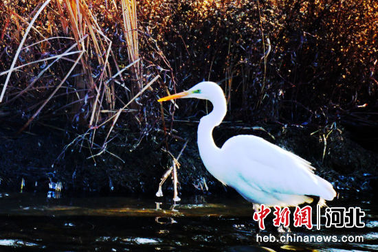 图为招贤湿地水边伫立的白鹭。 作者 江芳延