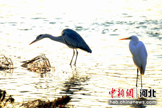 图为在招贤湿地觅食的苍鹭(左)和白鹭(右)。 作者 江芳延