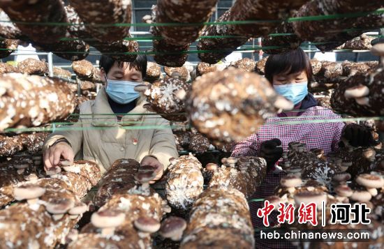 河北省邢台市南和区贾宋镇农户采摘香菇。 作者 胡长祥