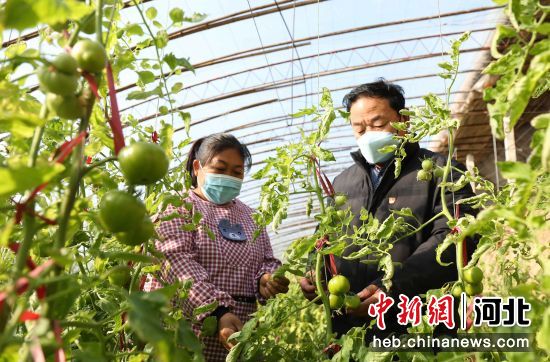 河北省邢台市南和区贾宋镇，农户查看西红柿长势。 作者 胡长祥