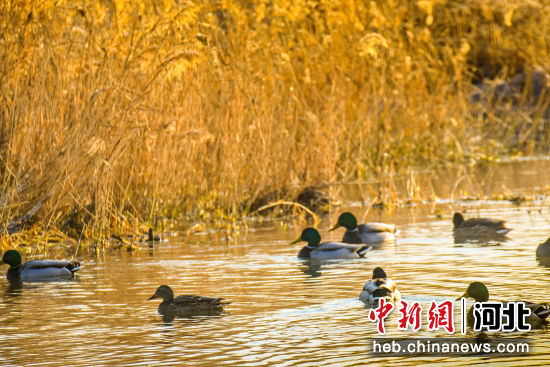 野鸭在湿地栖息。 刘永兴 摄