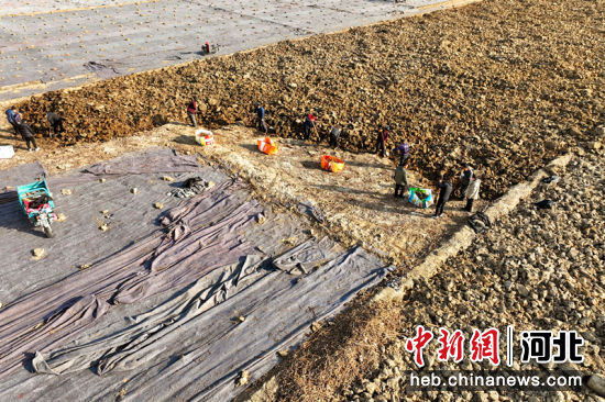 隆尧县东良镇泽畔村莲藕种植基地，农民在采挖莲藕(无人机照片)。 作者