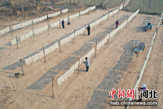 在河北省邢台市广宗县洗马村，农民在晾晒红薯粉条。(无人机照片) 张庆双 摄