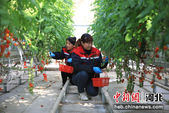 工人采摘小番茄。 清苑区委宣传部 供图 