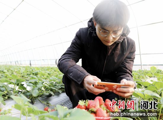 图为游客为采摘下来的新鲜草莓拍照留念。 刘巨雷 