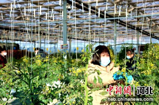 在河北省迁西县东莲花院镇东城峪村花果人间智能温室大棚，工作人员正在管护蔬菜。 纪业 摄