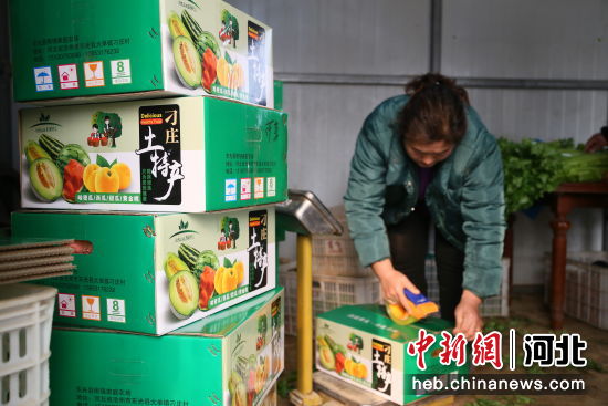 图为东光县农户正在帮游客把采摘下来的蔬果进行打包装箱。 作者 陈英华