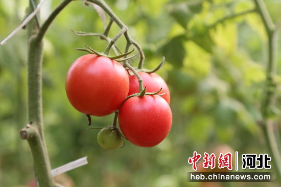 图为东光县西红柿种植大棚内，长势良好的西红柿。 作者 陈英华