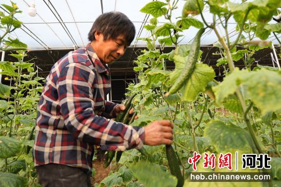 故城县一蔬菜种植基地内，农民正在大棚内采摘黄瓜。 作者 齐红雨