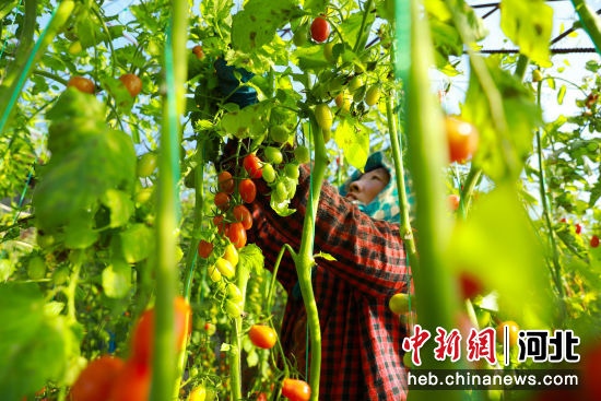 滦南县安各庄镇铁匠庄村菜农正忙着管护暖棚西红柿。 作者 赵江涛