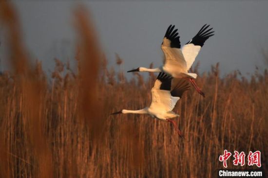 白鹤在衡水湖上结伴飞翔。　霍恒茂 摄