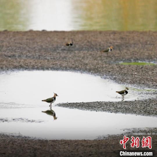 凤头麦鸡在衡水湖湿地停留。　霍恒茂 摄