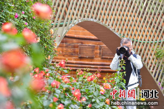 圖為河北省廊坊市廣陽區丹鳳公園，一名攝影愛好者為盛開的月季拍照。 付瑞琪