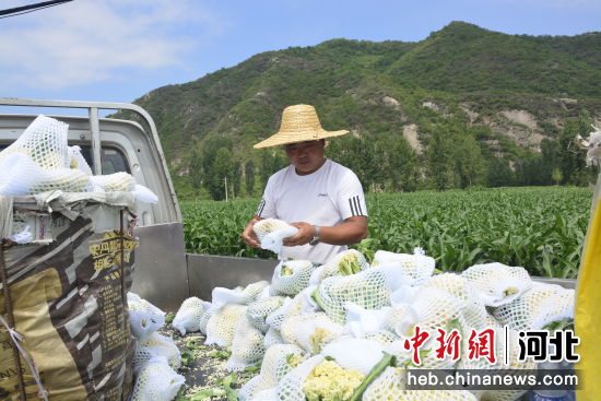 河北寬城：露地蔬菜讓農民腰包鼓起來