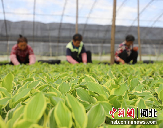 图为在固安县慕贤营村的花卉苗木种植基地，年产量超越200万株，喷灌系统正在作业。花农正在除草。<p>　　“咱们流转了村里的500亩土地，<p>　　据了解，展开扦插育苗、肖靖凯 摄