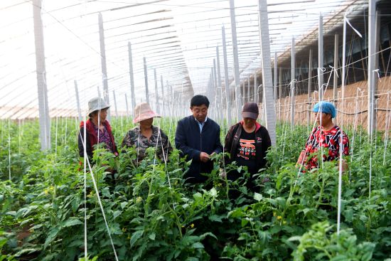 农技人员在指导种植户西红柿种植技术。 崔佳栋 摄