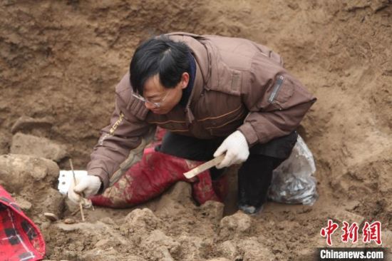 2012年1月16日，何利群在邺城遗址东郭区佛教造像埋藏坑遗迹进行现场发掘。　(邺城考古队供图)