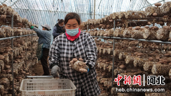 图为工人正在采摘香菇。傅自胜 摄