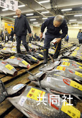 日本东京筑地渔市将恢复接待外国游客参观