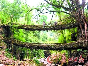 河北新闻网--印度大树根部发达长成树桥 可同时