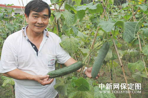 定州农业巧打特色牌 台湾果蔬观光园建设成效